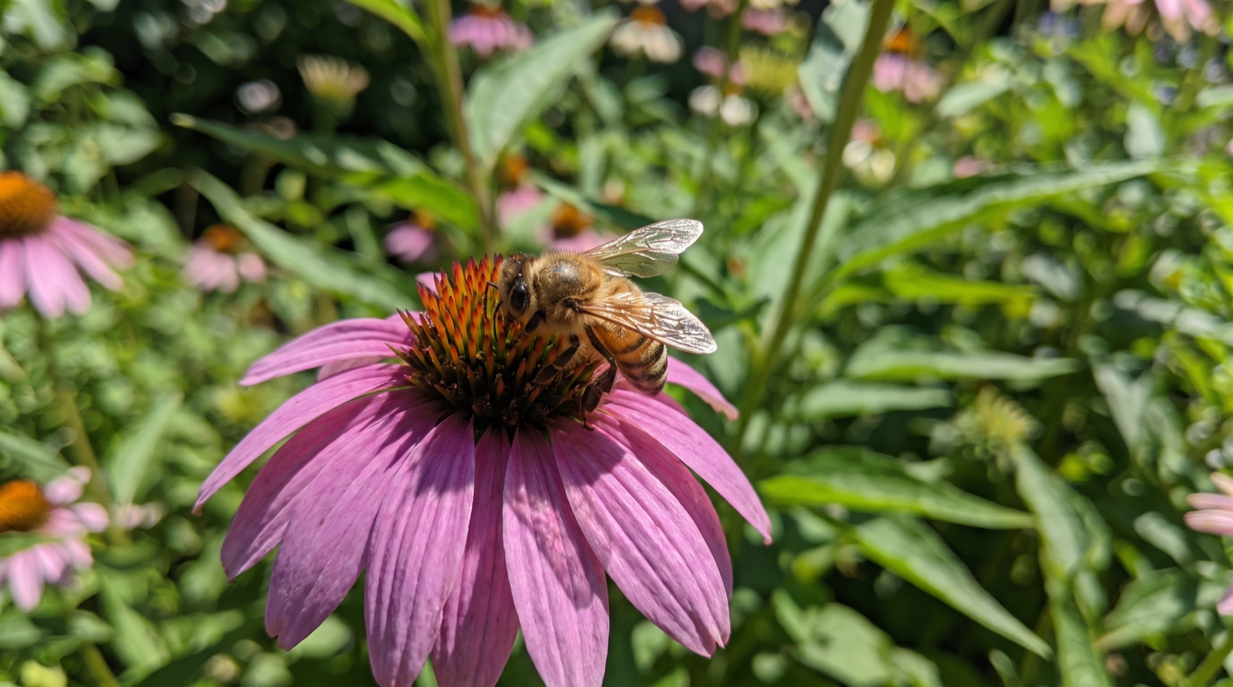 Honeybee covered in pollen on a flower