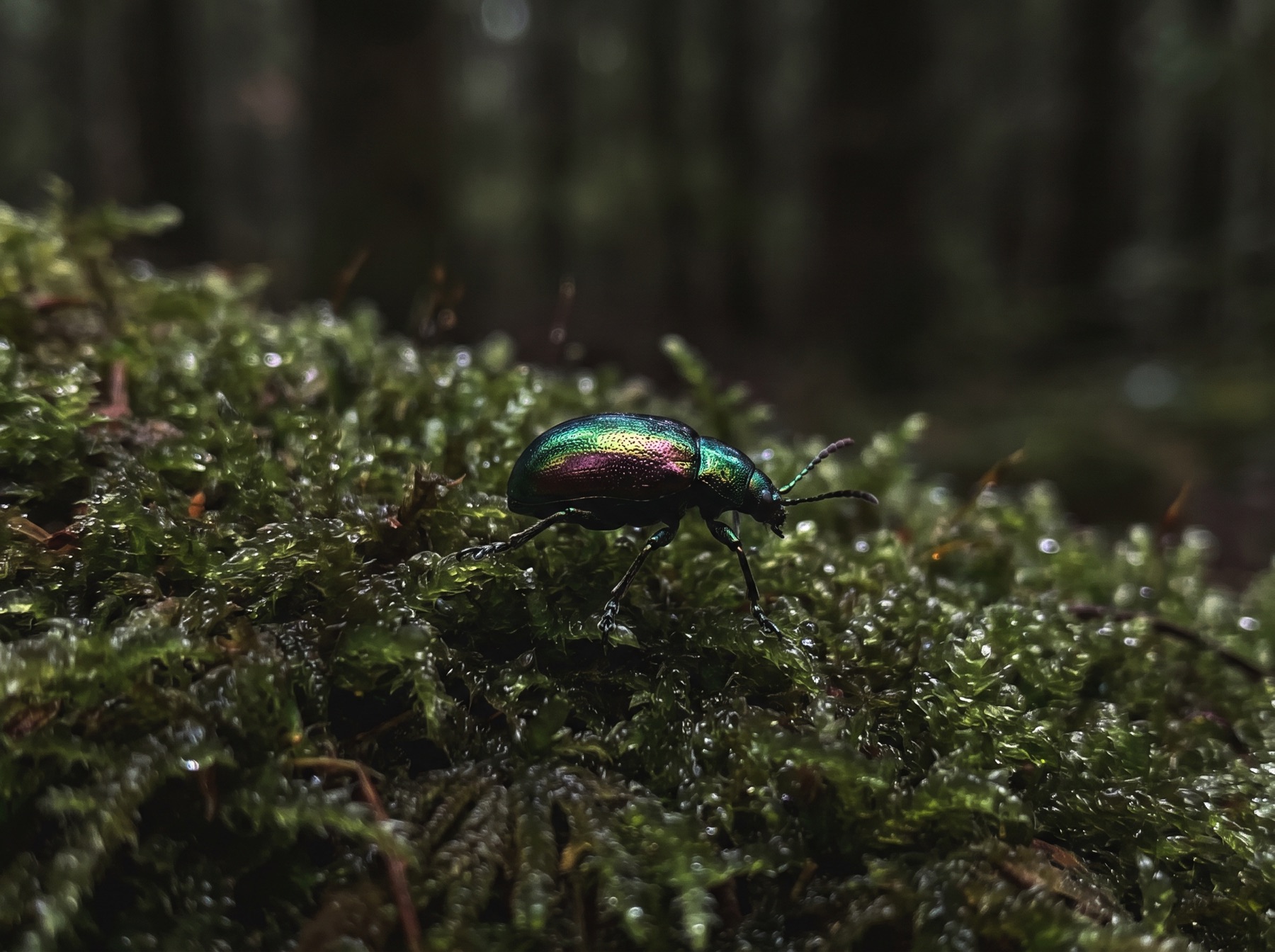 Iridescent green beetle on damp moss