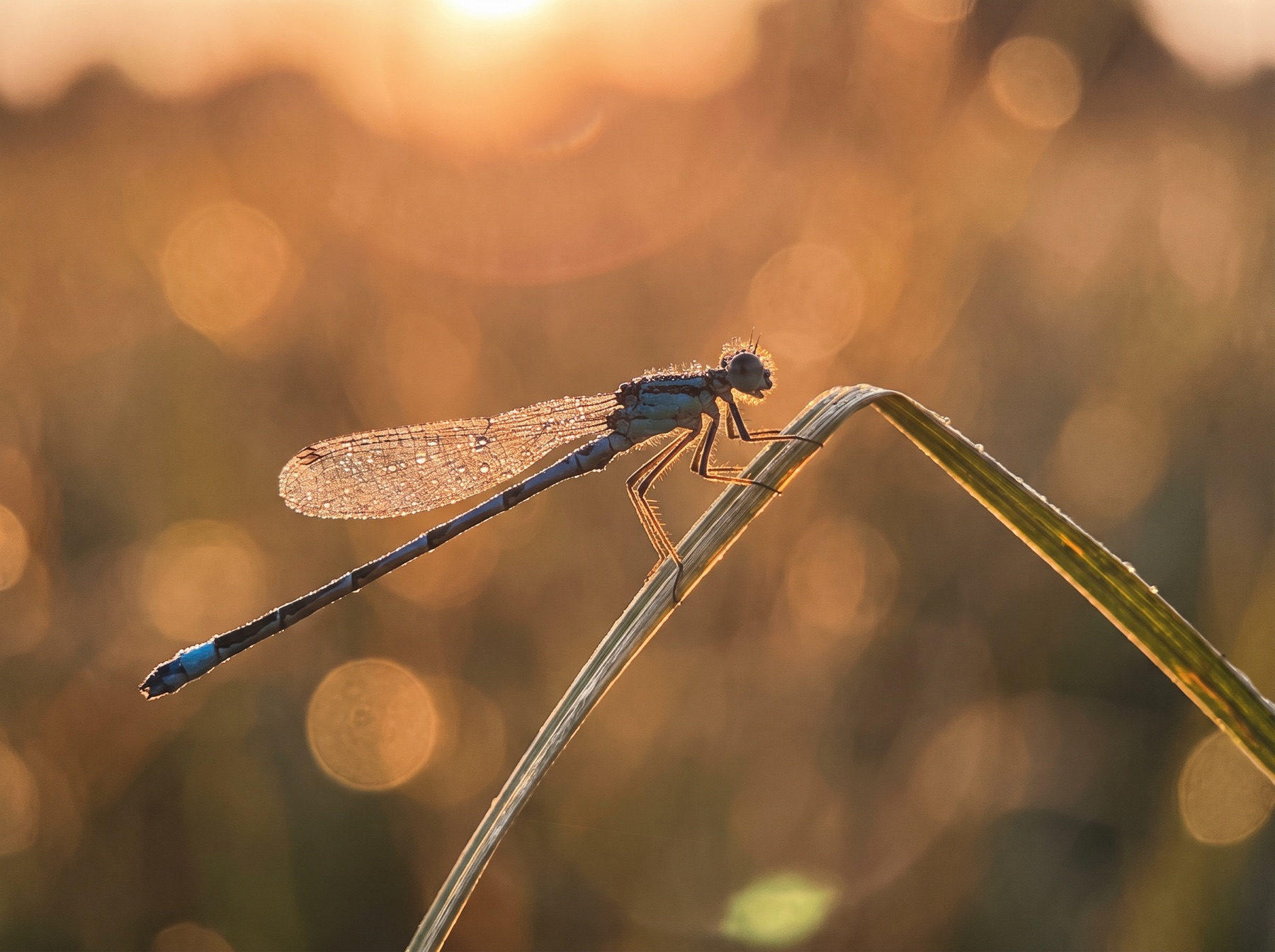 Dew-covered damselfly on a grass blade, focus-stacked