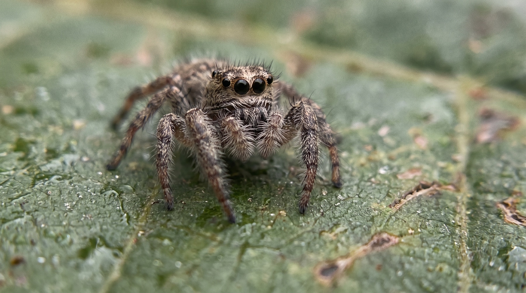 Spider on its web with dew drops